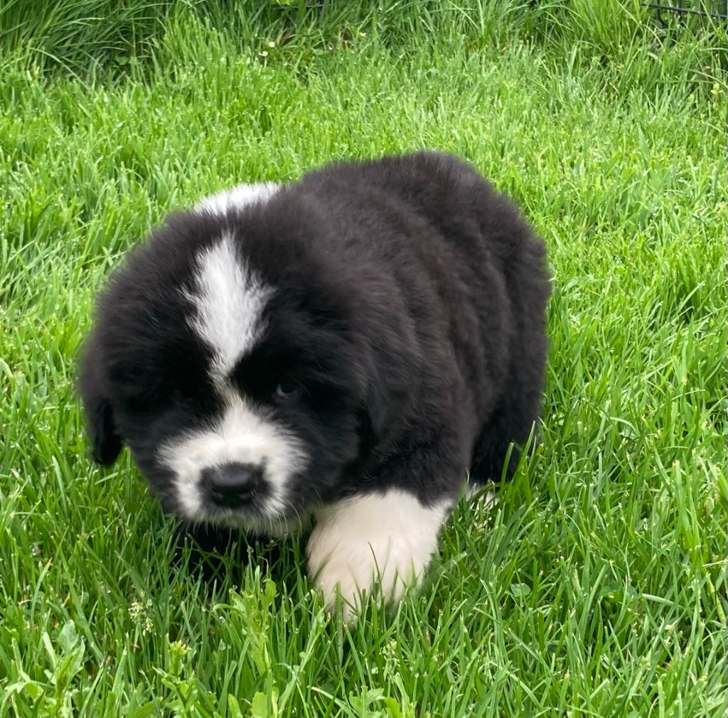 Des Tourbillons De La Paquine - Terre-neuve - Portée née le 31/03/2023