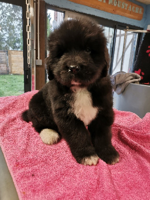 CHIOT 1