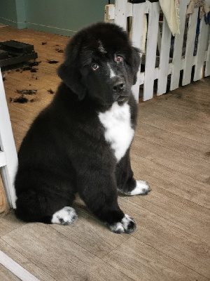 CHIOT 1