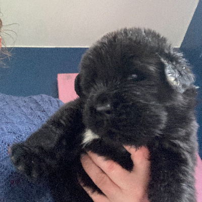 CHIOT 3